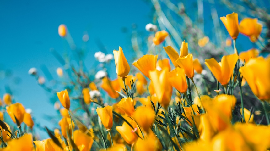 Spring-is-coming.jpg